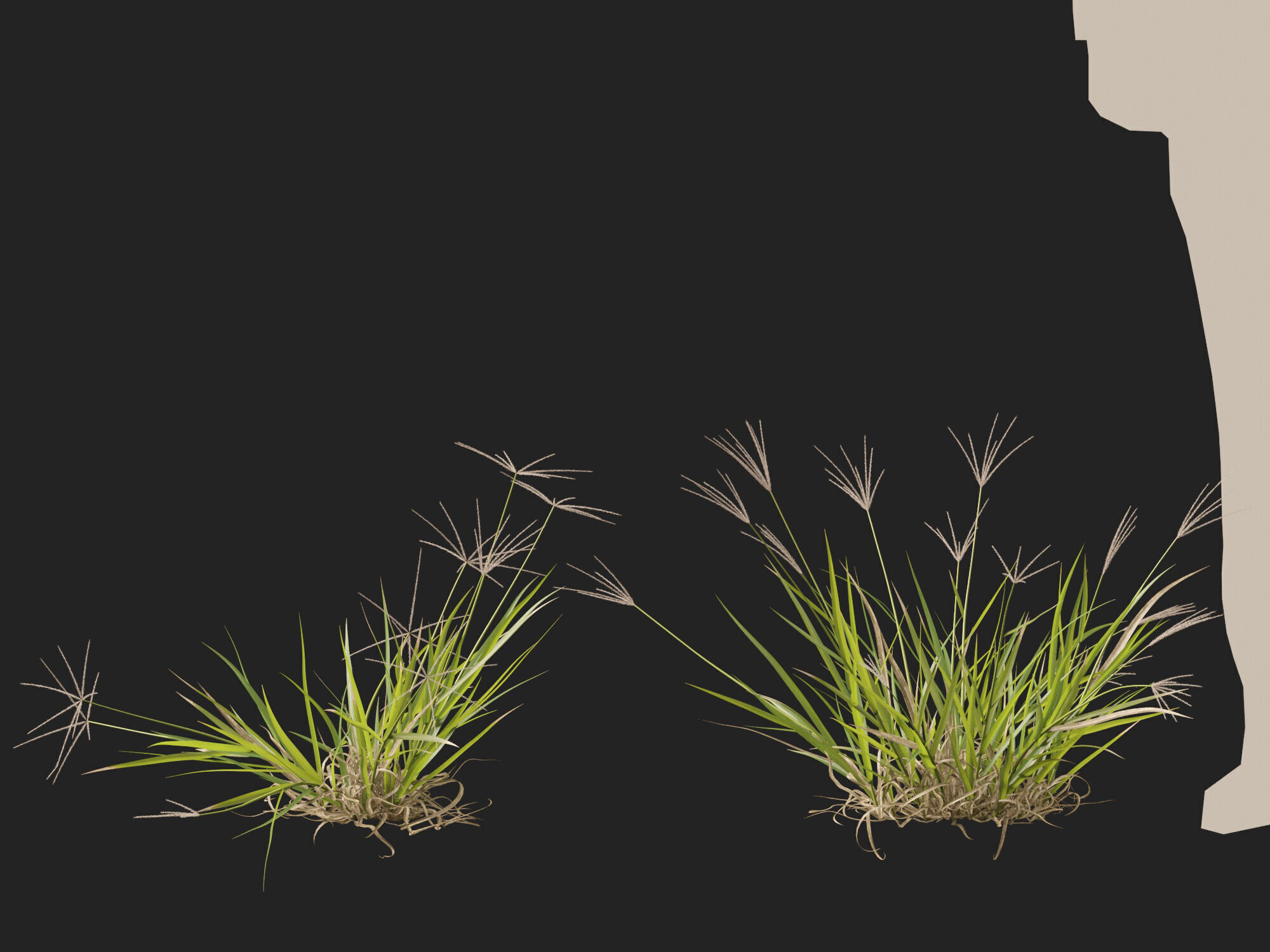 Highpoly-Low Poly -  Enteropogon acicularis - Spider Grass Low-poly 3D model_11