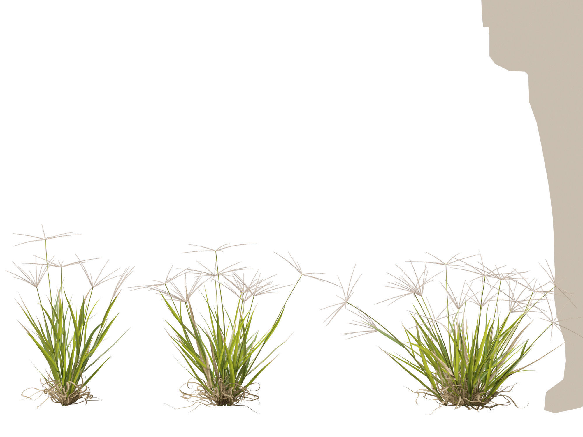 Highpoly-Low Poly -  Enteropogon acicularis - Spider Grass Low-poly 3D model_8