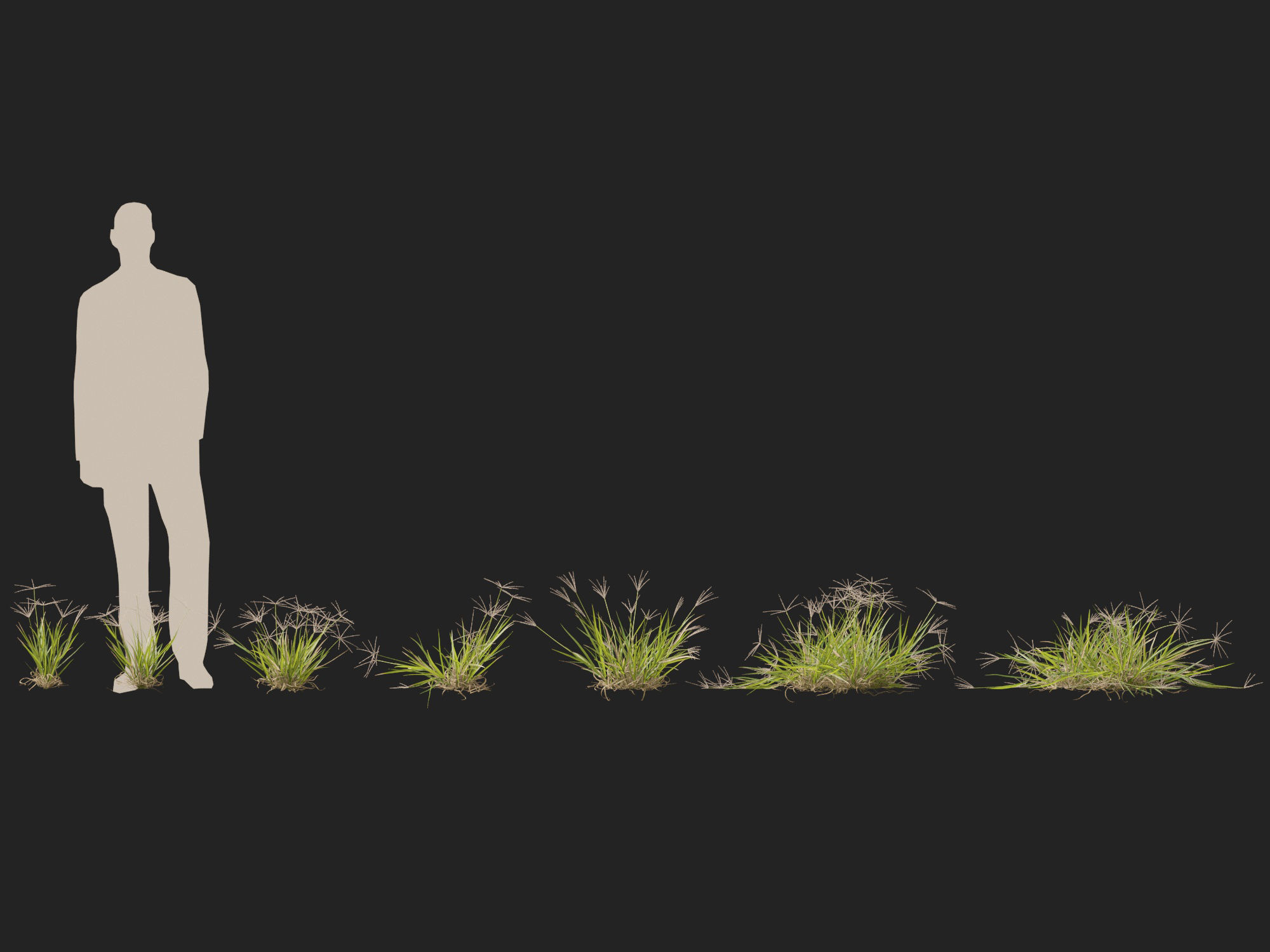 Highpoly-Low Poly -  Enteropogon acicularis - Spider Grass Low-poly 3D model_7