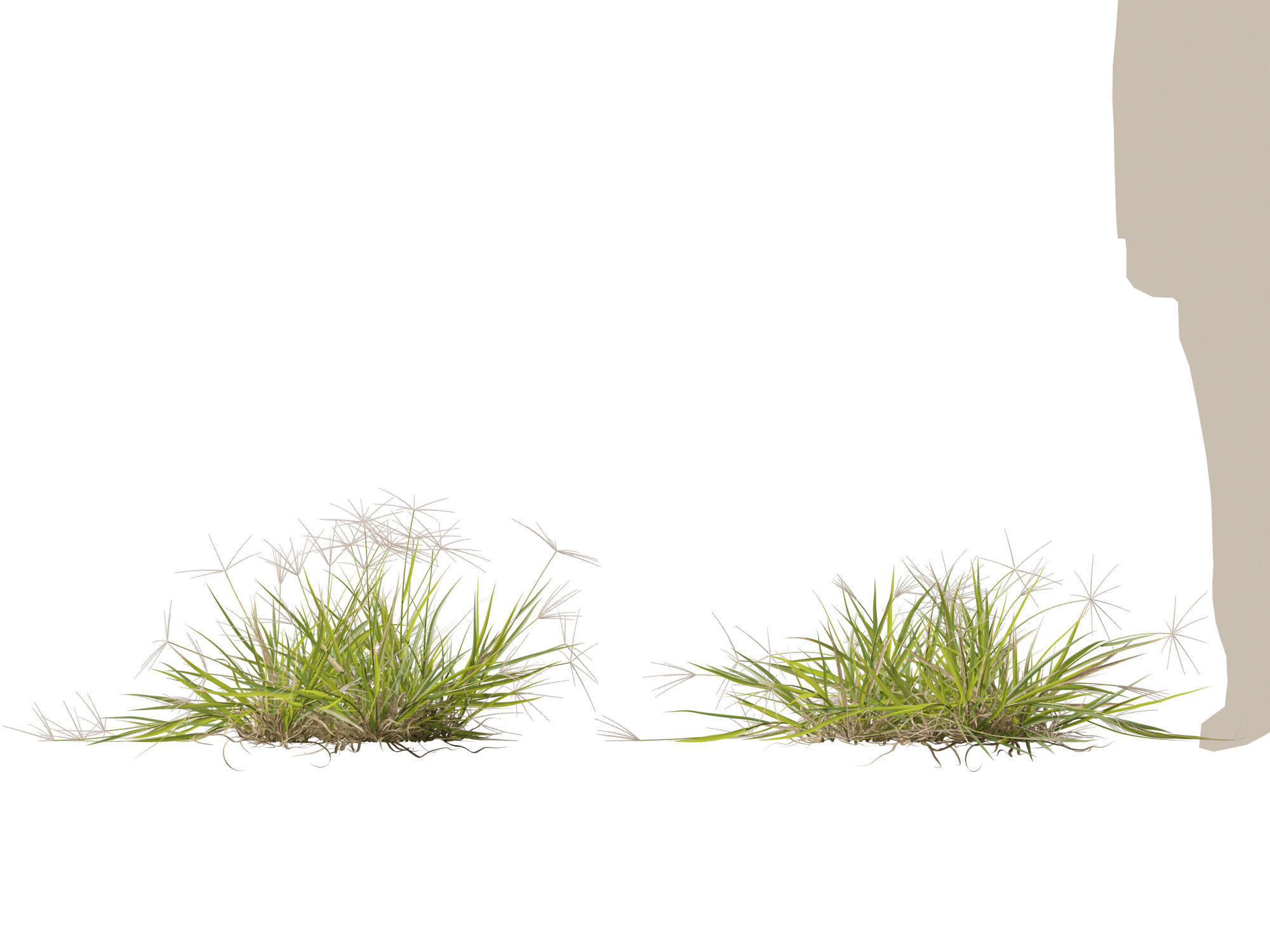 Highpoly-Low Poly -  Enteropogon acicularis - Spider Grass Low-poly 3D model_12