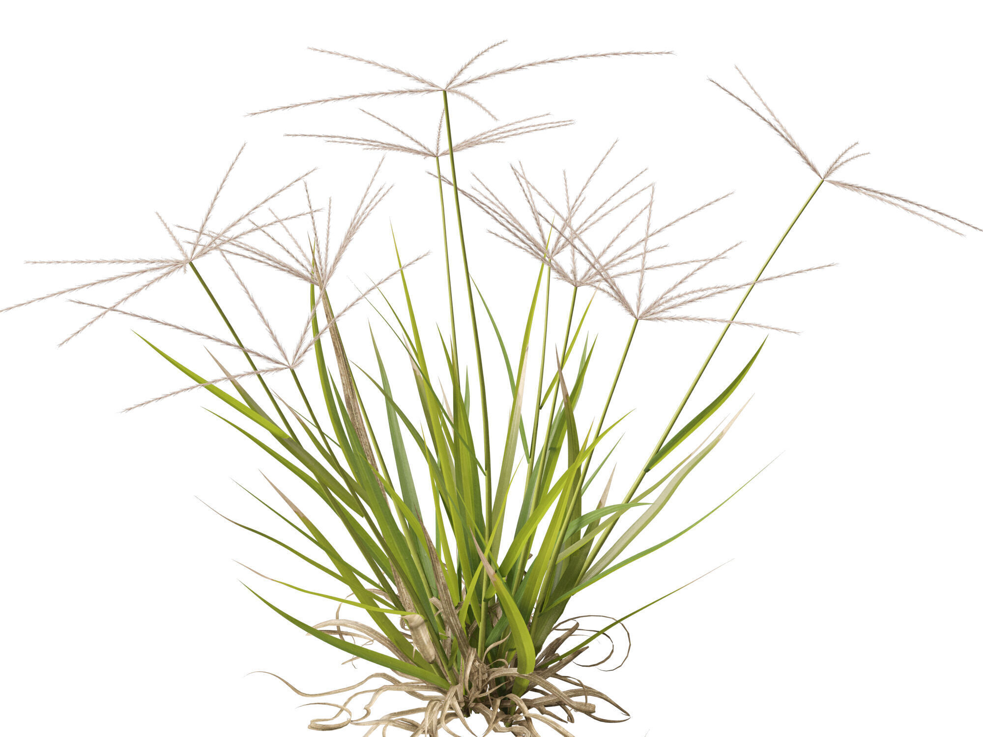 Highpoly-Low Poly -  Enteropogon acicularis - Spider Grass Low-poly 3D model_3