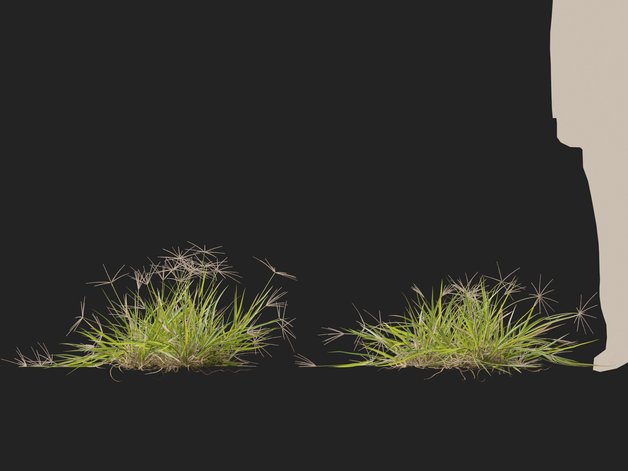 Highpoly-Low Poly -  Enteropogon acicularis - Spider Grass Low-poly 3D model_13