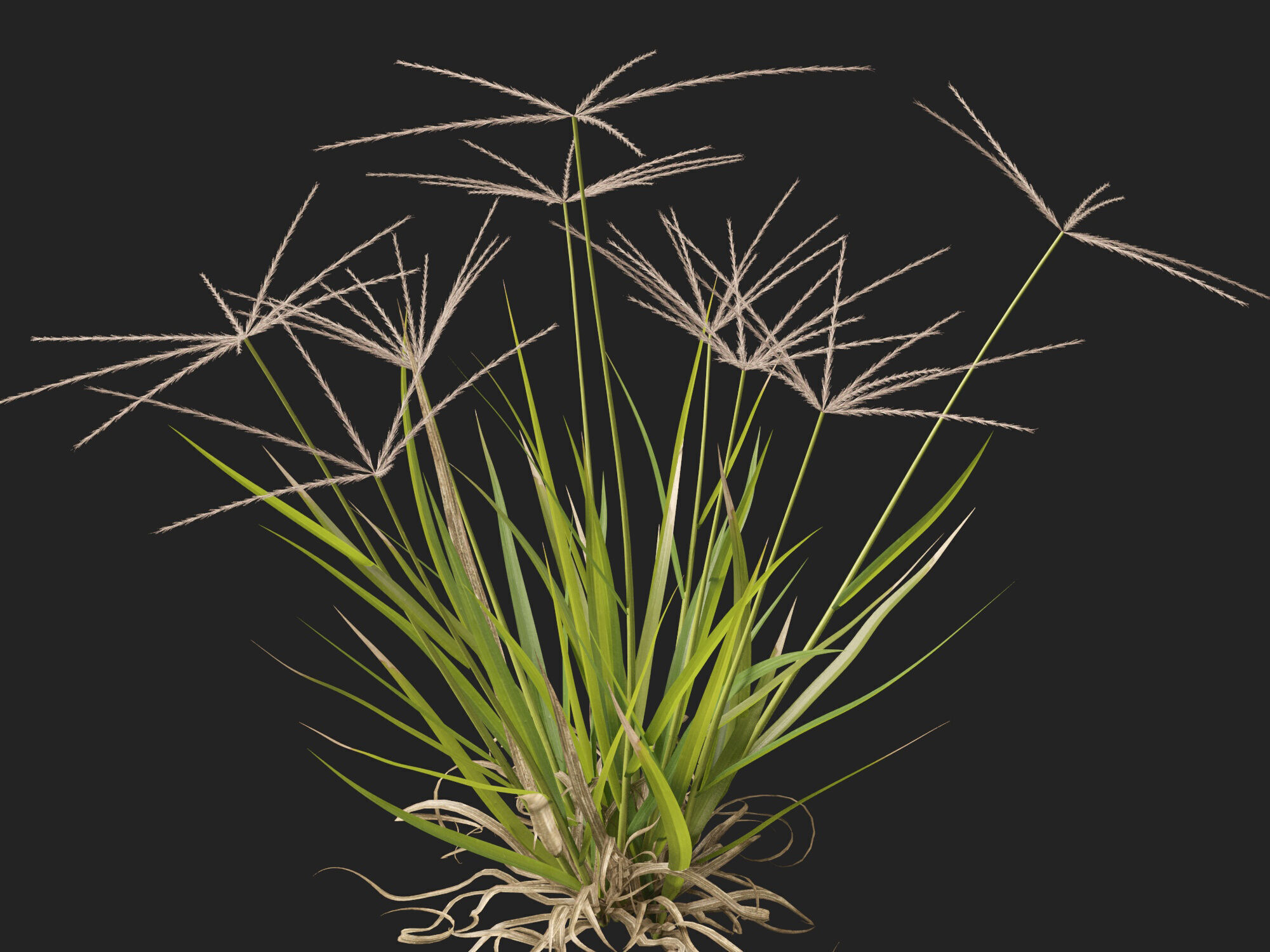 Highpoly-Low Poly -  Enteropogon acicularis - Spider Grass Low-poly 3D model_4