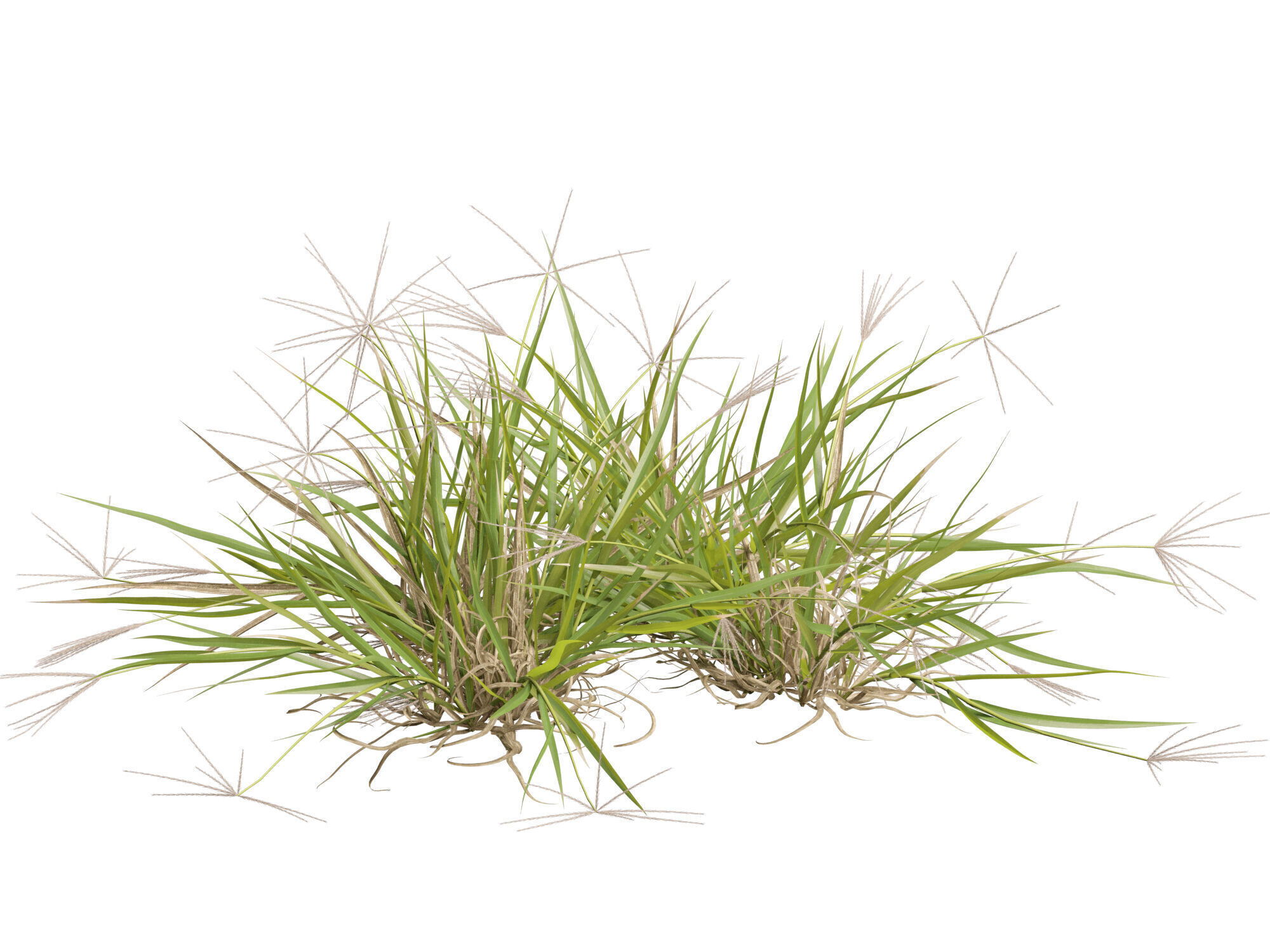 Highpoly-Low Poly -  Enteropogon acicularis - Spider Grass Low-poly 3D model_5