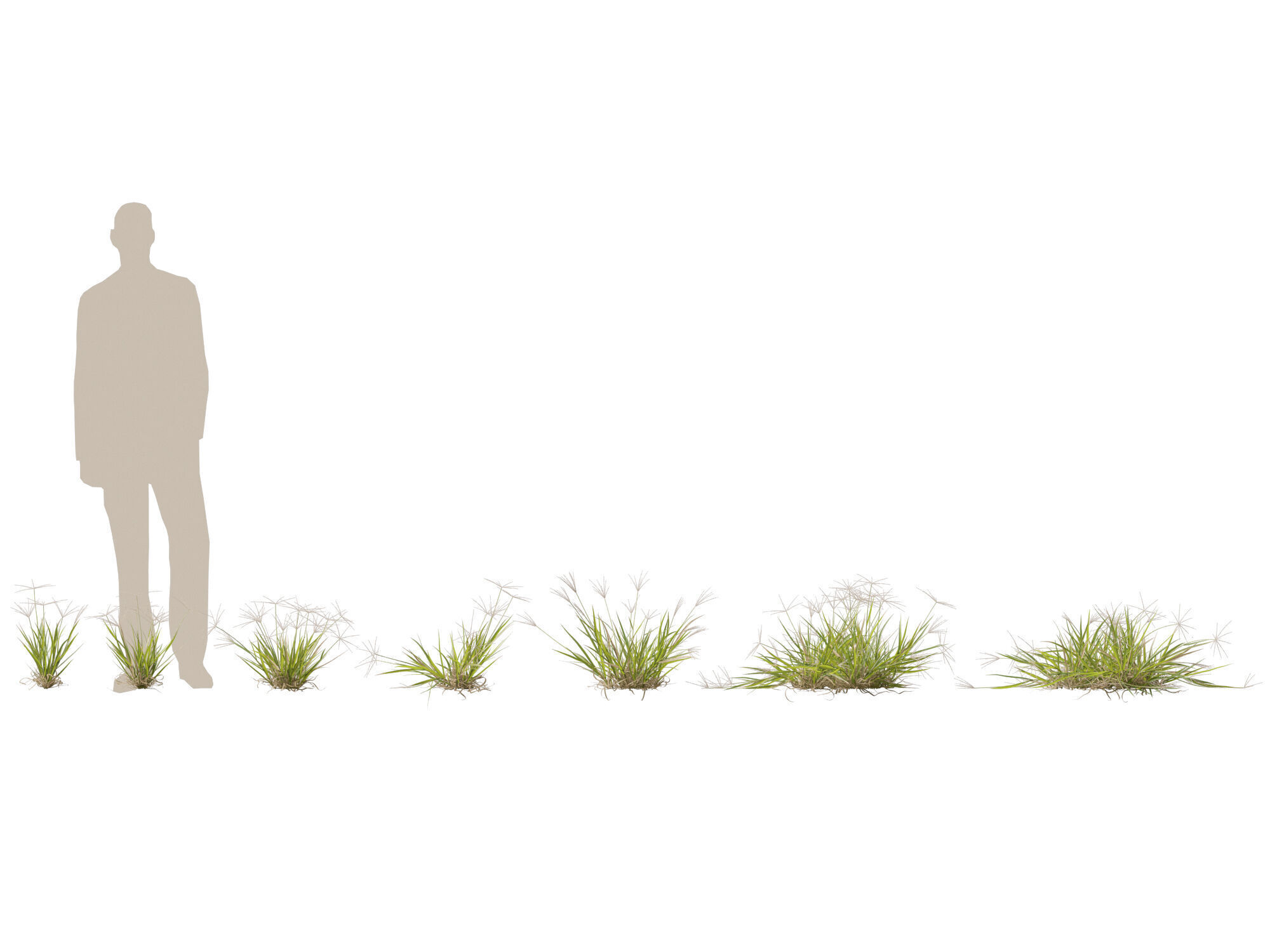 Highpoly-Low Poly -  Enteropogon acicularis - Spider Grass Low-poly 3D model_1