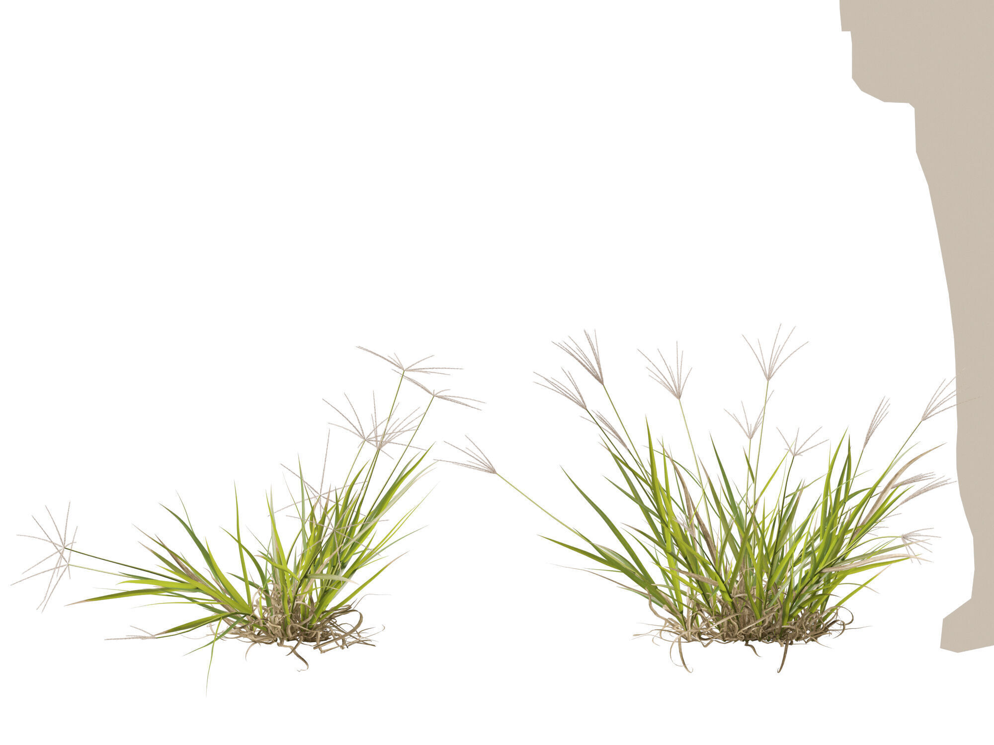 Highpoly-Low Poly -  Enteropogon acicularis - Spider Grass Low-poly 3D model_10