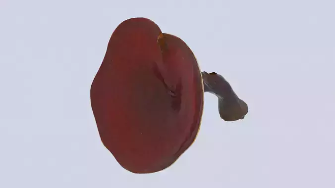 Ganoderma Mushroom Low-poly 3D model Ganoderma Mushroom Low-poly 3D model
