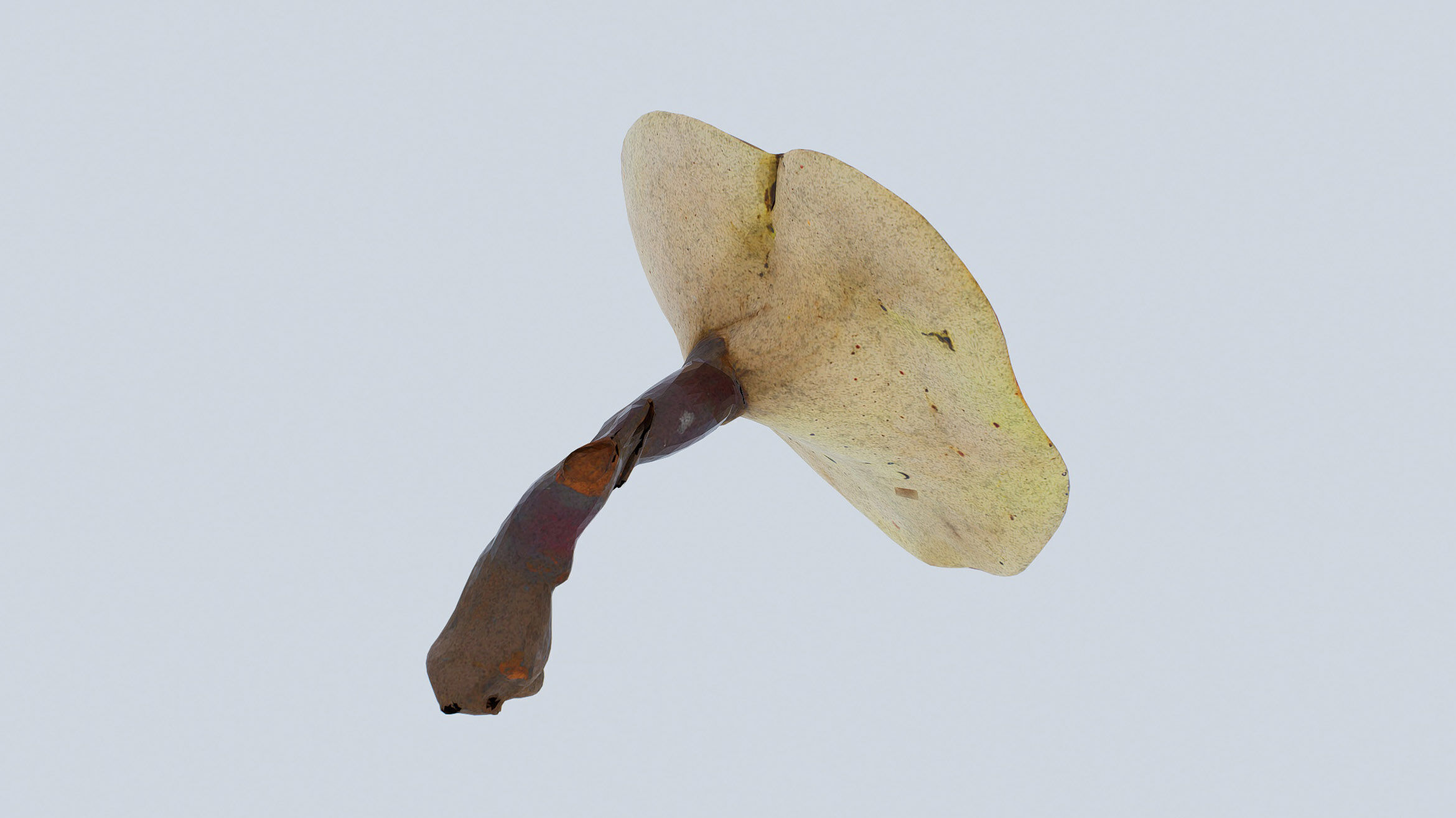 Ganoderma Mushroom Low-poly 3D model_2