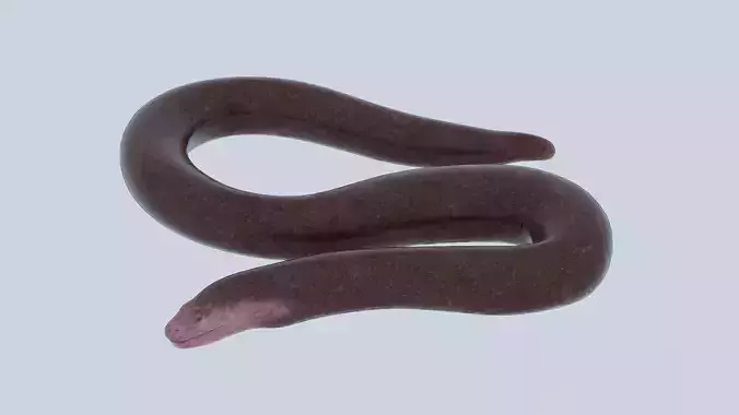 Blind snake Low-poly 3D model