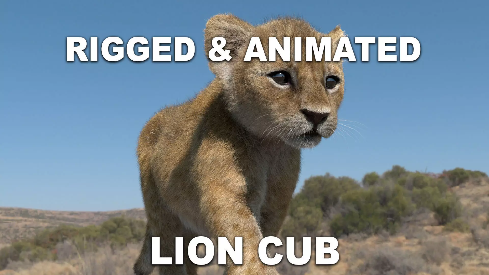 Production Realistic Lion Cub 4K Resolution Low-poly 3D model