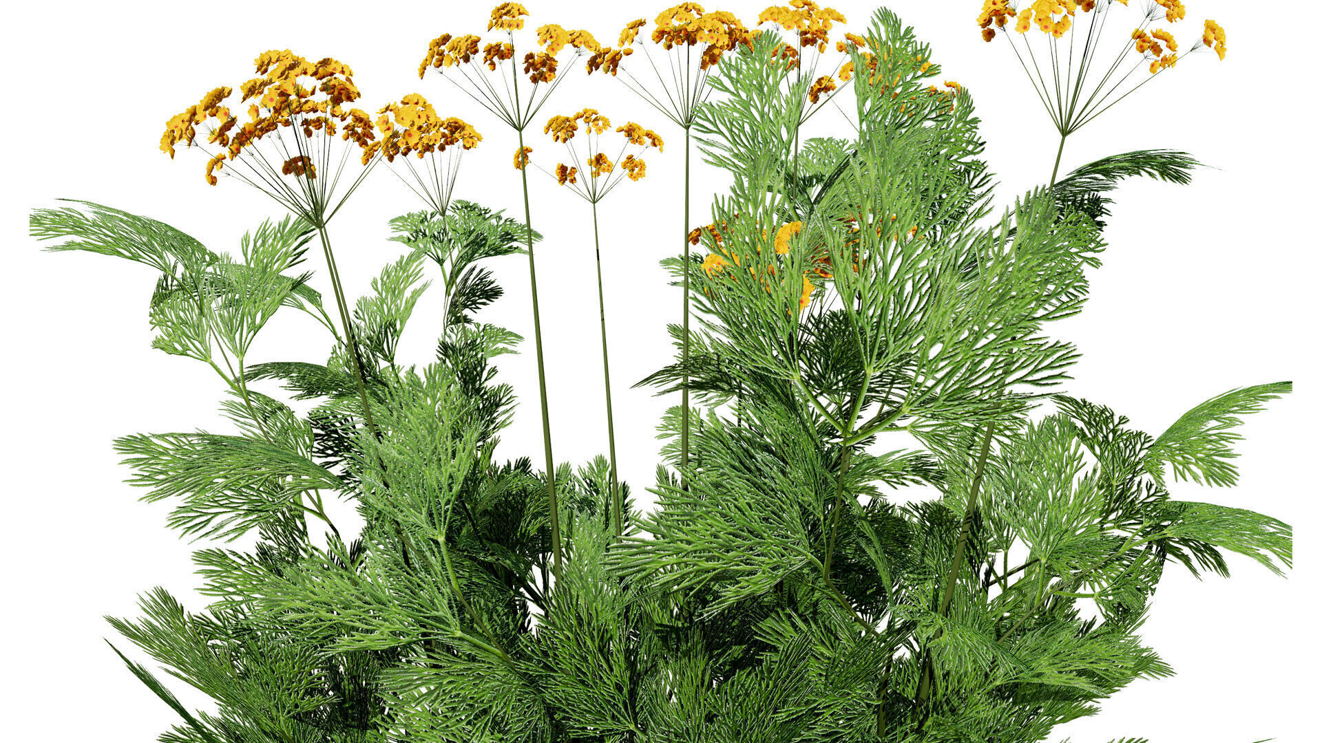 Leafy Greens 3D Pack Low-poly 3D model_9