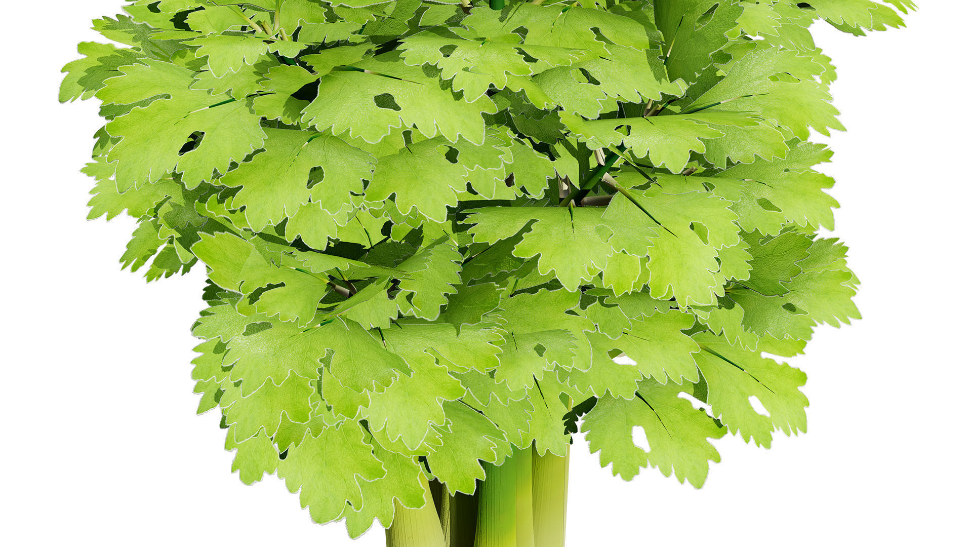 Leafy Greens 3D Pack Low-poly 3D model_3