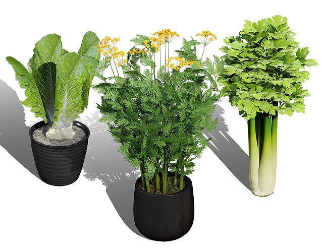 Leafy Greens 3D Pack Low-poly 3D model