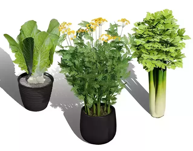 Leafy Greens 3D Pack Low-poly 3D model