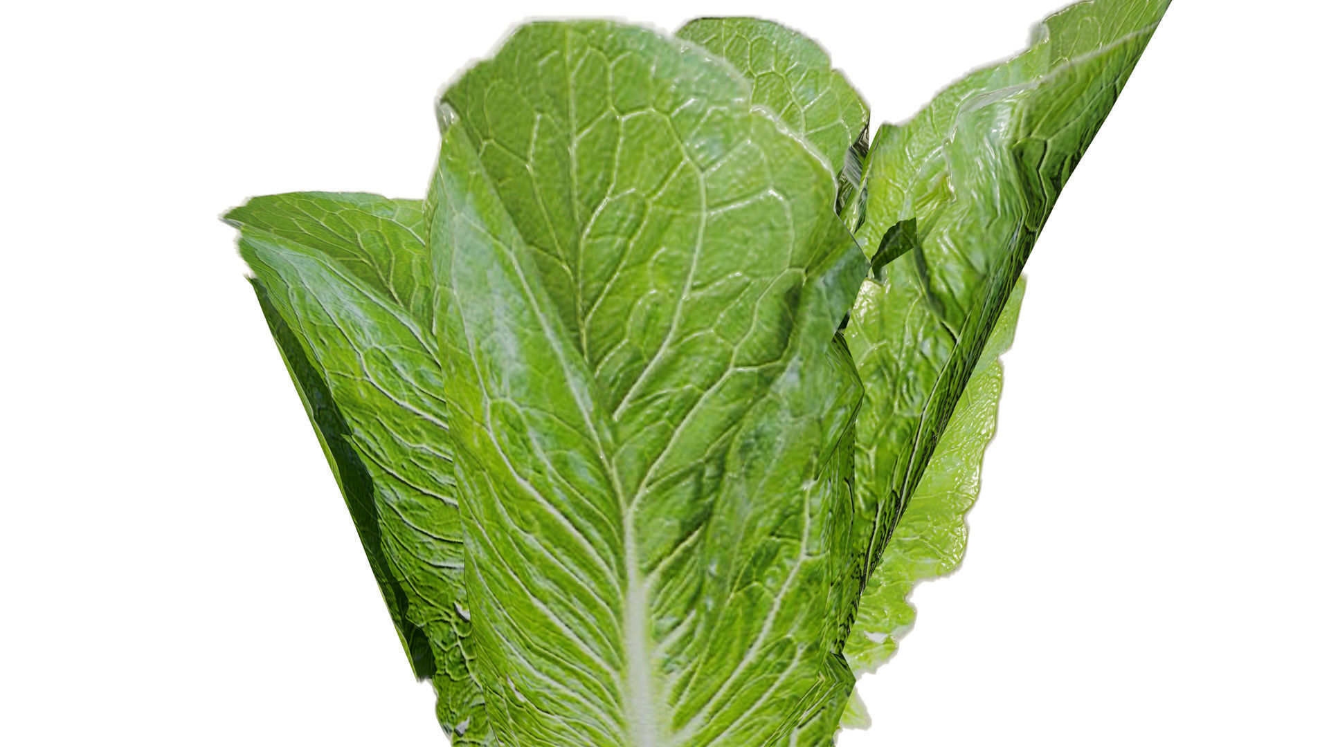 Leafy Greens 3D Pack Low-poly 3D model_5