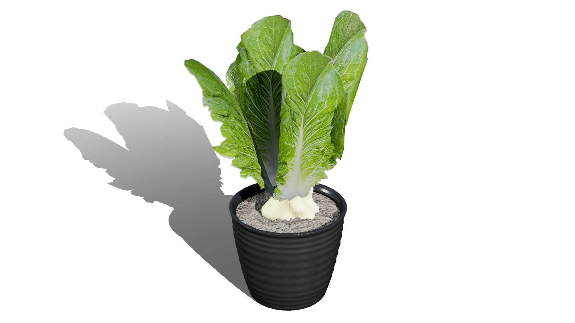 Leafy Greens 3D Pack Low-poly 3D model_4