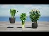 Leafy Greens 3D Pack Low-poly 3D model_1