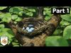 Bird Nest Nature Scene 3D model_2