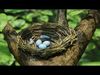 Bird Nest Nature Scene 3D model_1