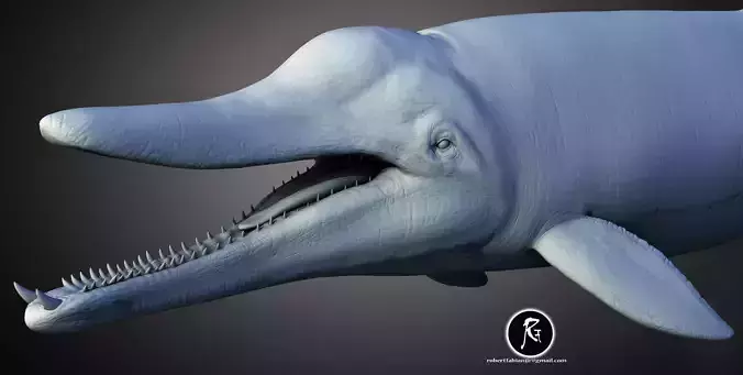 Messapicetus The Ancient Toothed Whale of the Miocene 3D print model