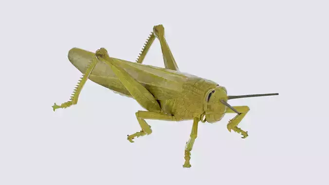 Grasshopper Low-poly 3D model