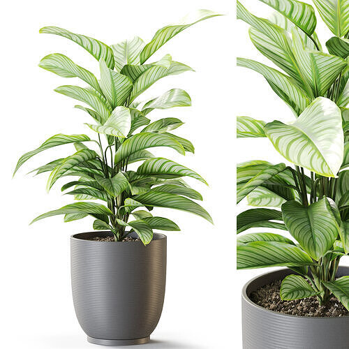 Plant 1263 3D model