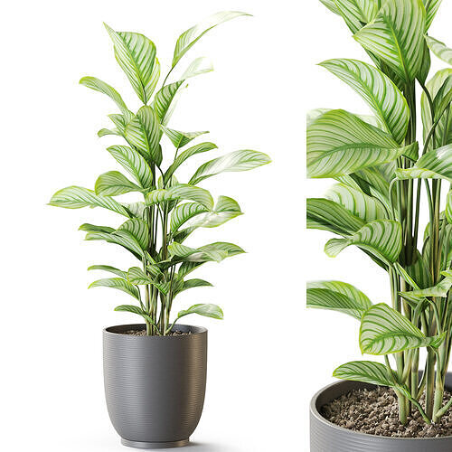 Plant 1264 3D model