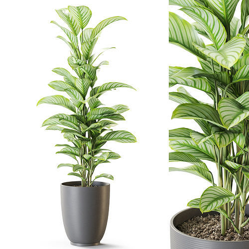 Plant 1265 3D model