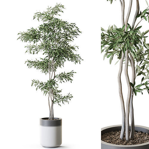 Plant 1266 3D model
