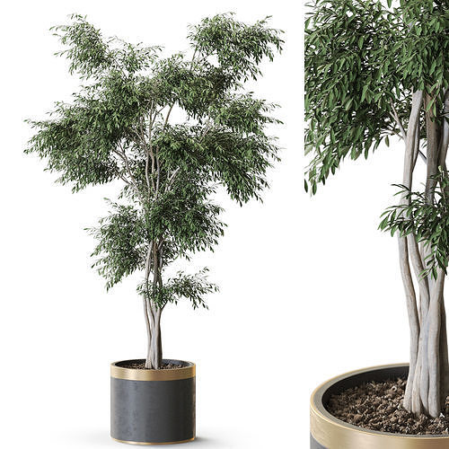 Plant 1267 3D model