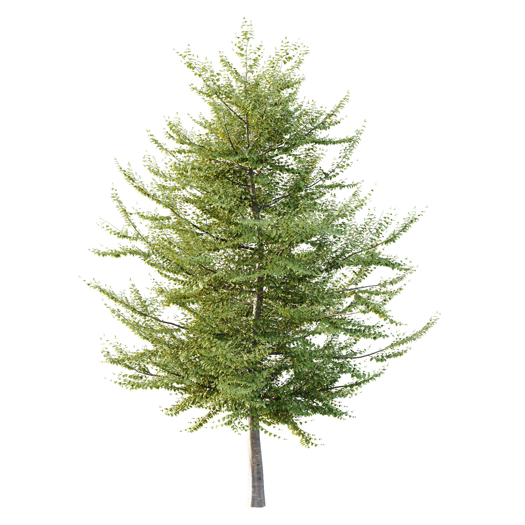 Fagus Grandifolia Tree 10 3D model_1