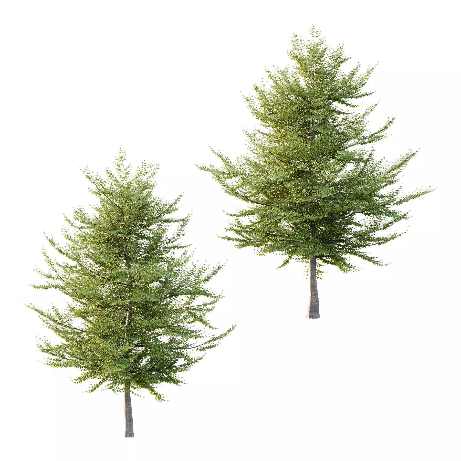 Fagus Grandifolia Tree 10 3D model_0