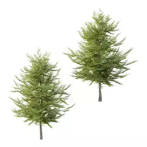 Fagus Grandifolia Tree 10 3D model Fagus Grandifolia Tree 10 3D model