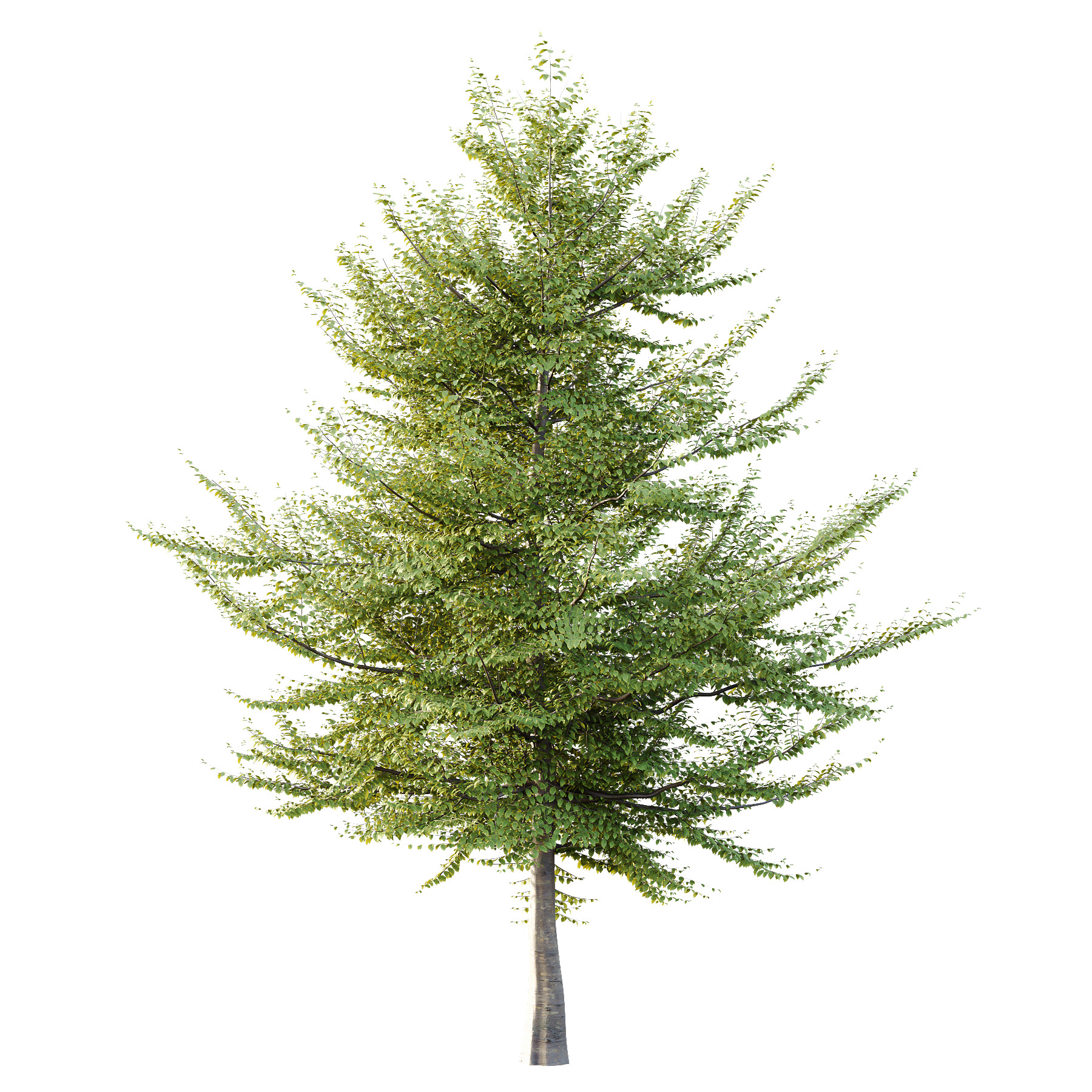 Fagus Grandifolia Tree 10 3D model_2