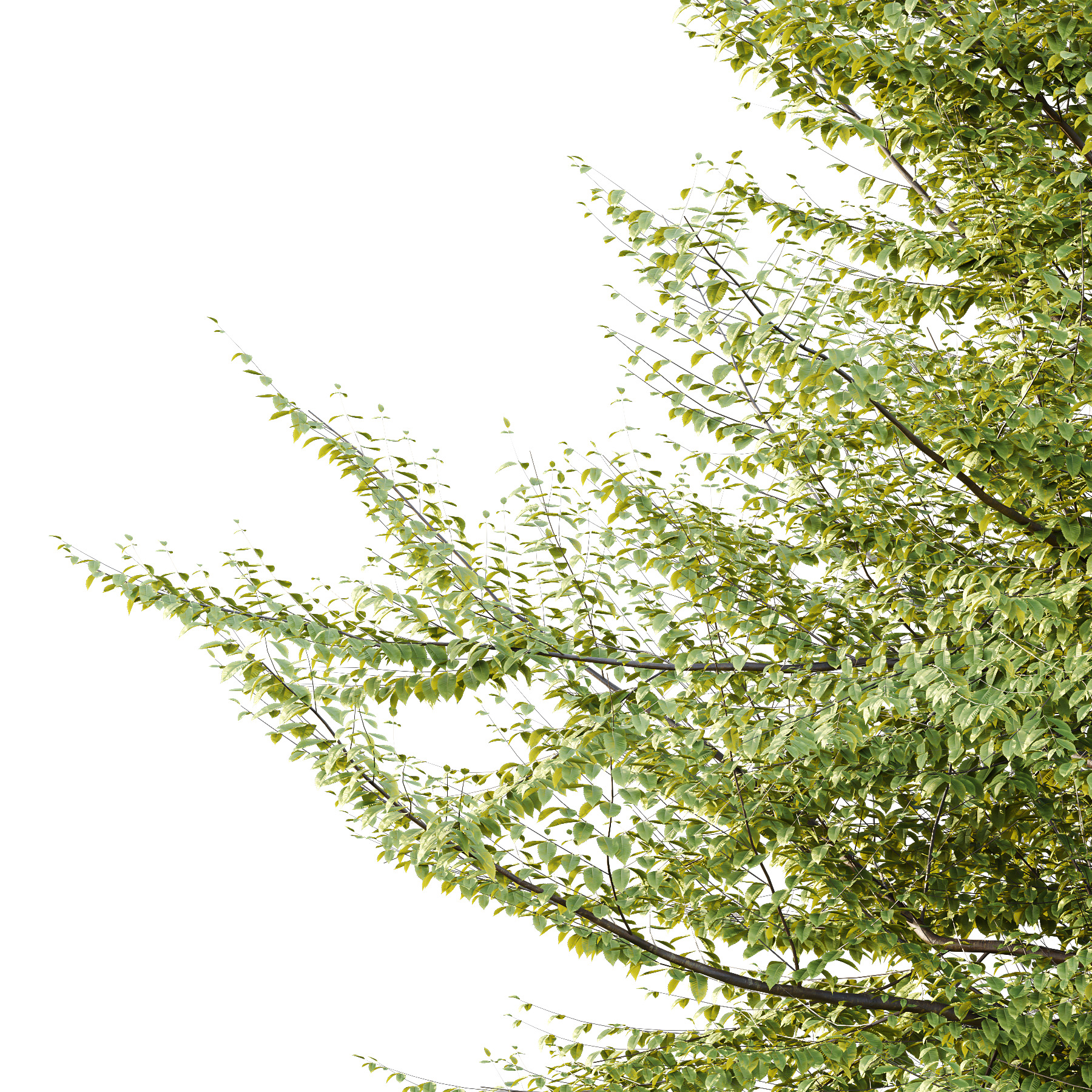 Fagus Grandifolia Tree 10 3D model_3