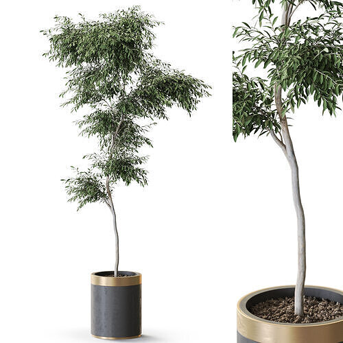 Plant 1268 3D model