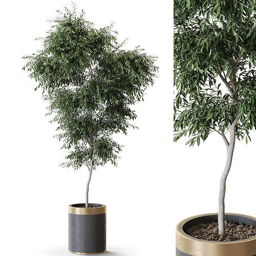 Plant 1269 3D model