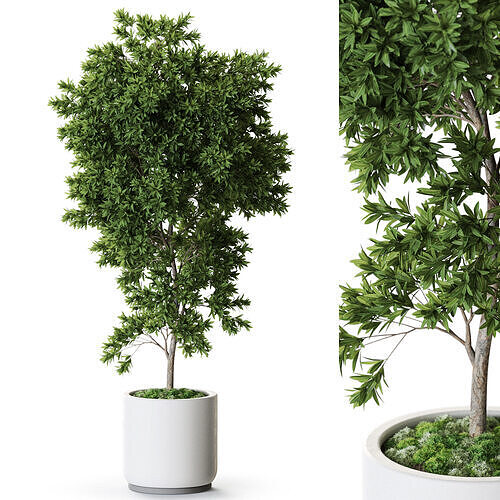 Plant 1271 3D model