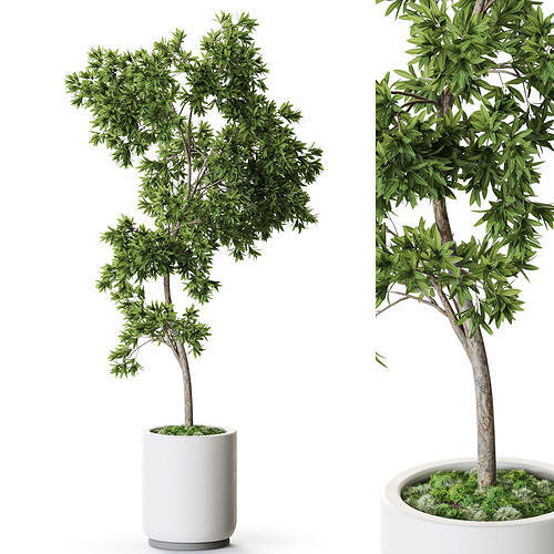 Plant 1272 3D model