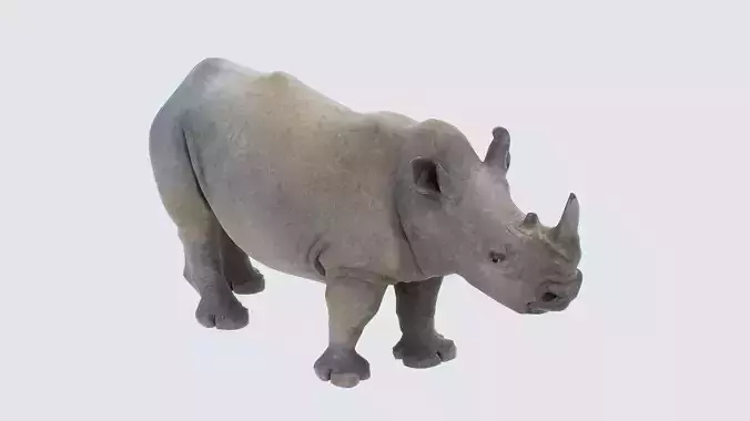 Rhinoceros