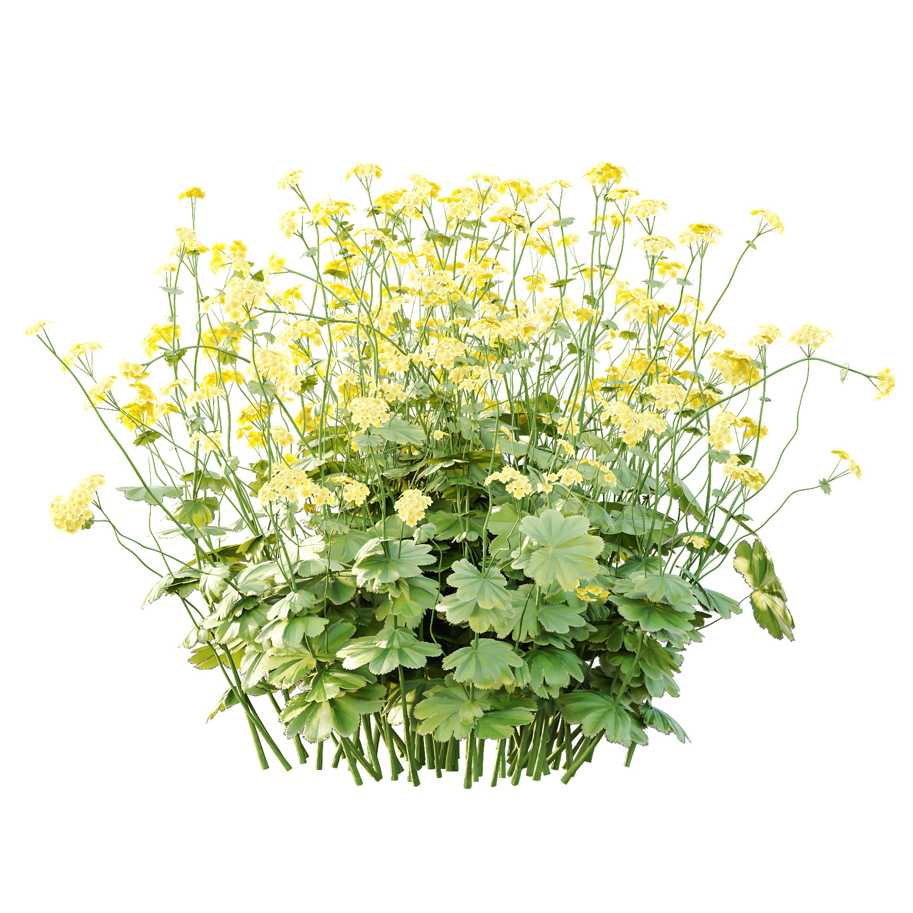 Alchemilla mollis flower Plant 01 3D model_1