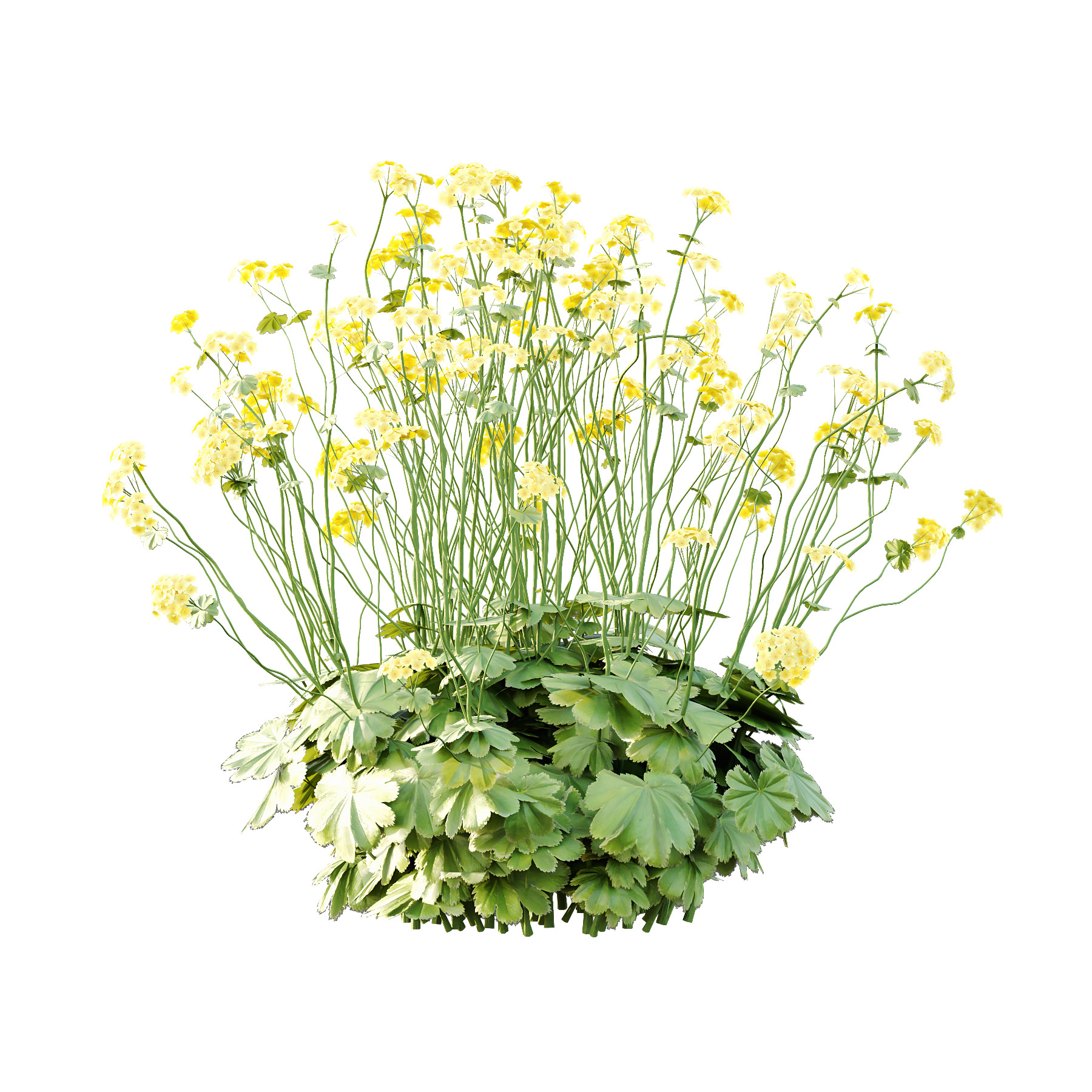 Alchemilla mollis flower Plant 01 3D model_2
