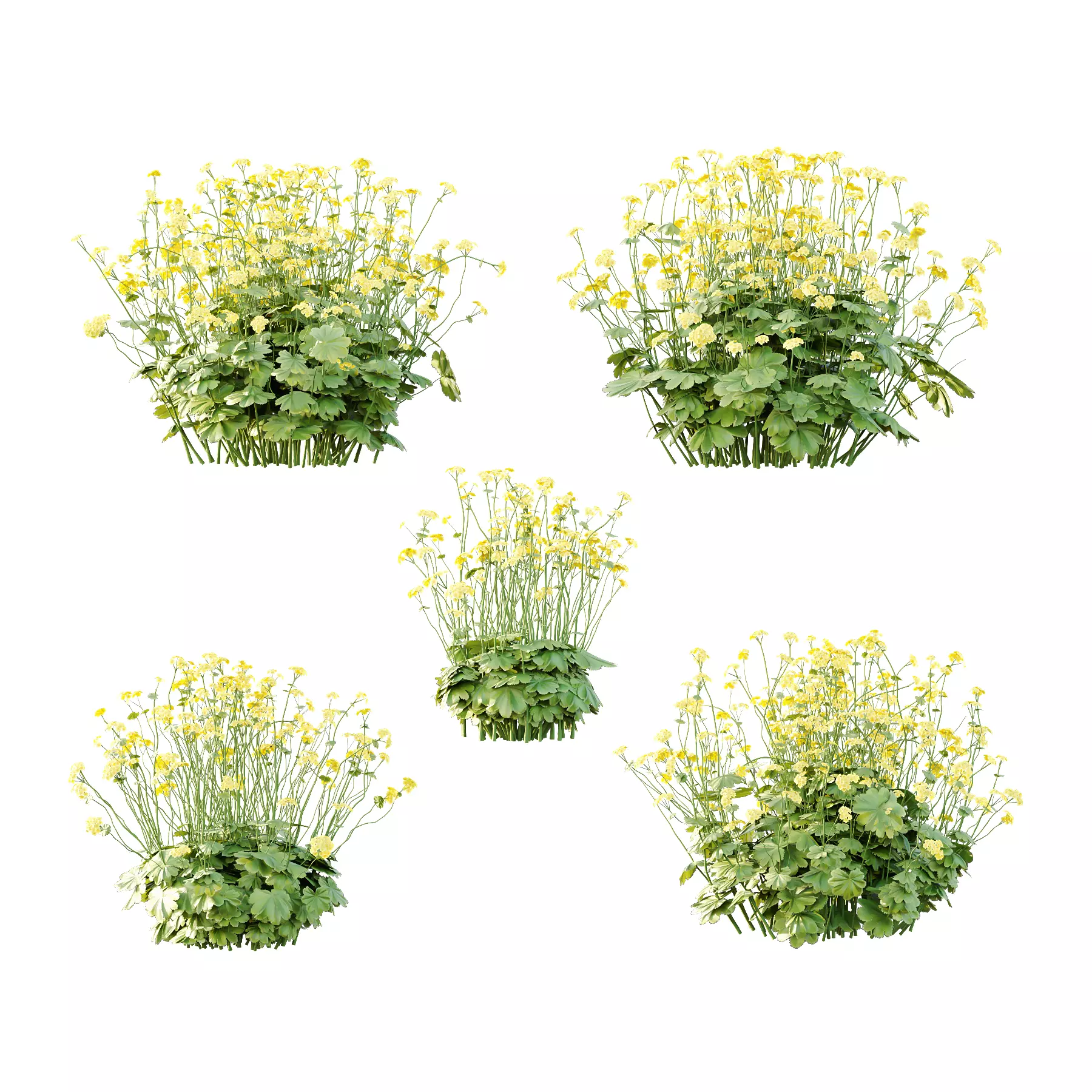 Alchemilla mollis flower Plant 01 3D model_0