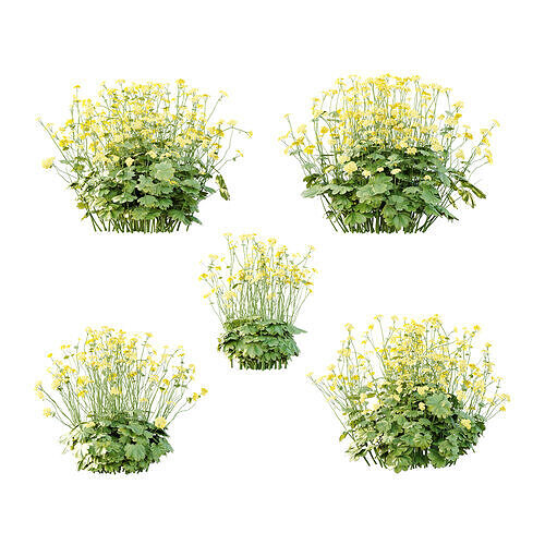 Alchemilla mollis flower Plant 01 3D model