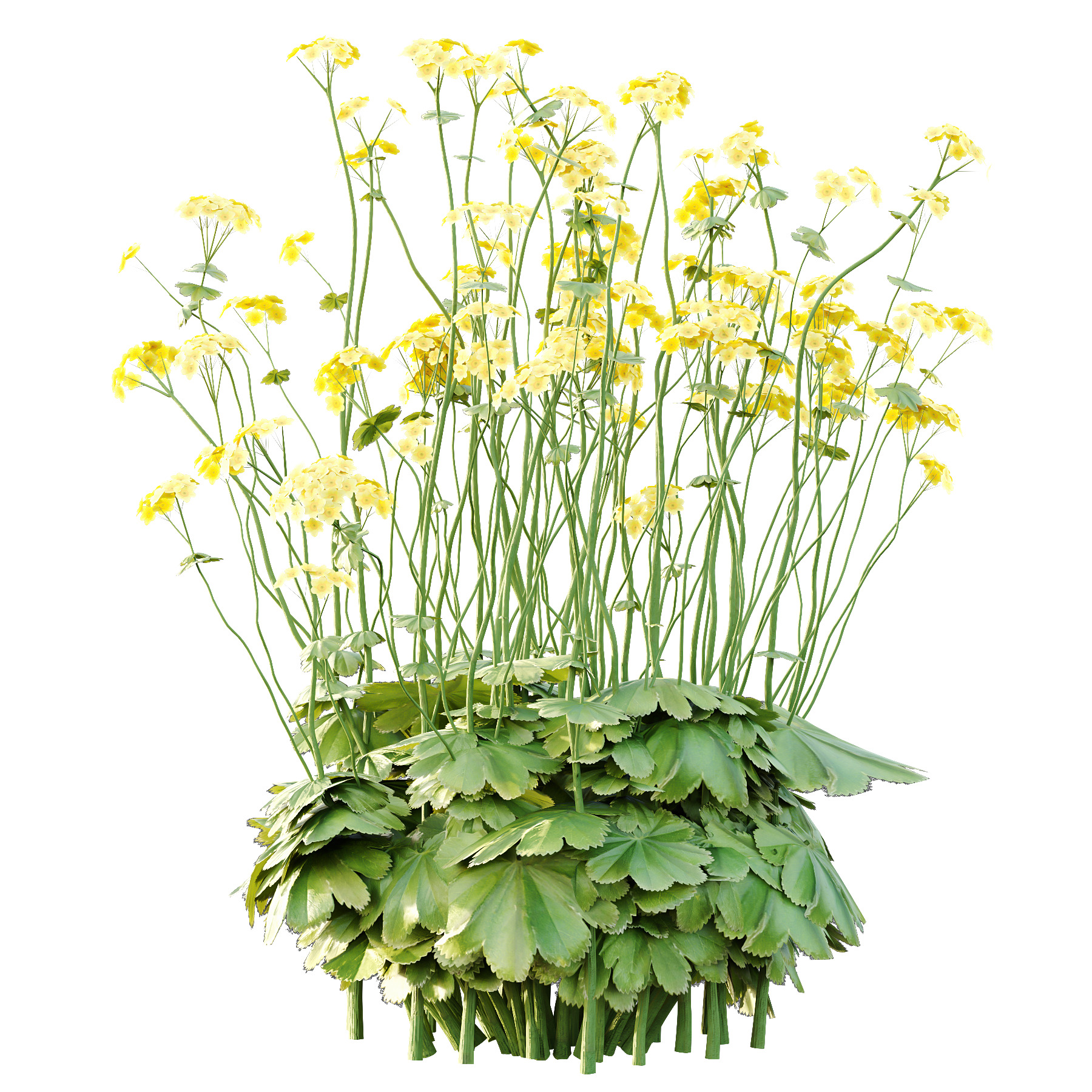 Alchemilla mollis flower Plant 01 3D model_3