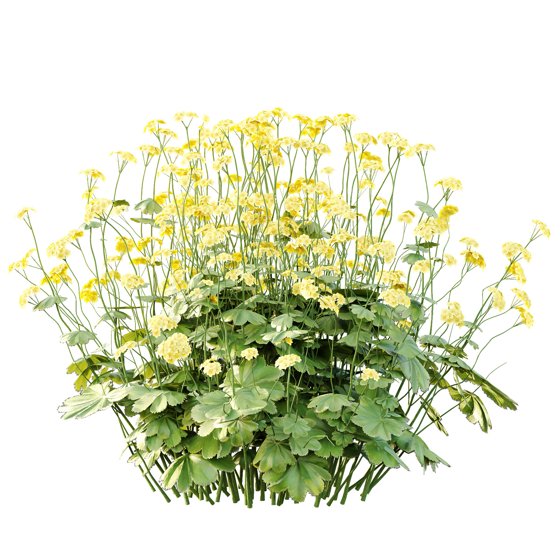 Alchemilla mollis flower Plant 01 3D model_4