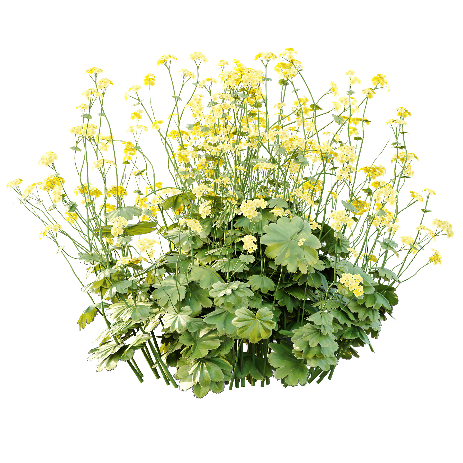 Alchemilla mollis flower Plant 01 3D model_5