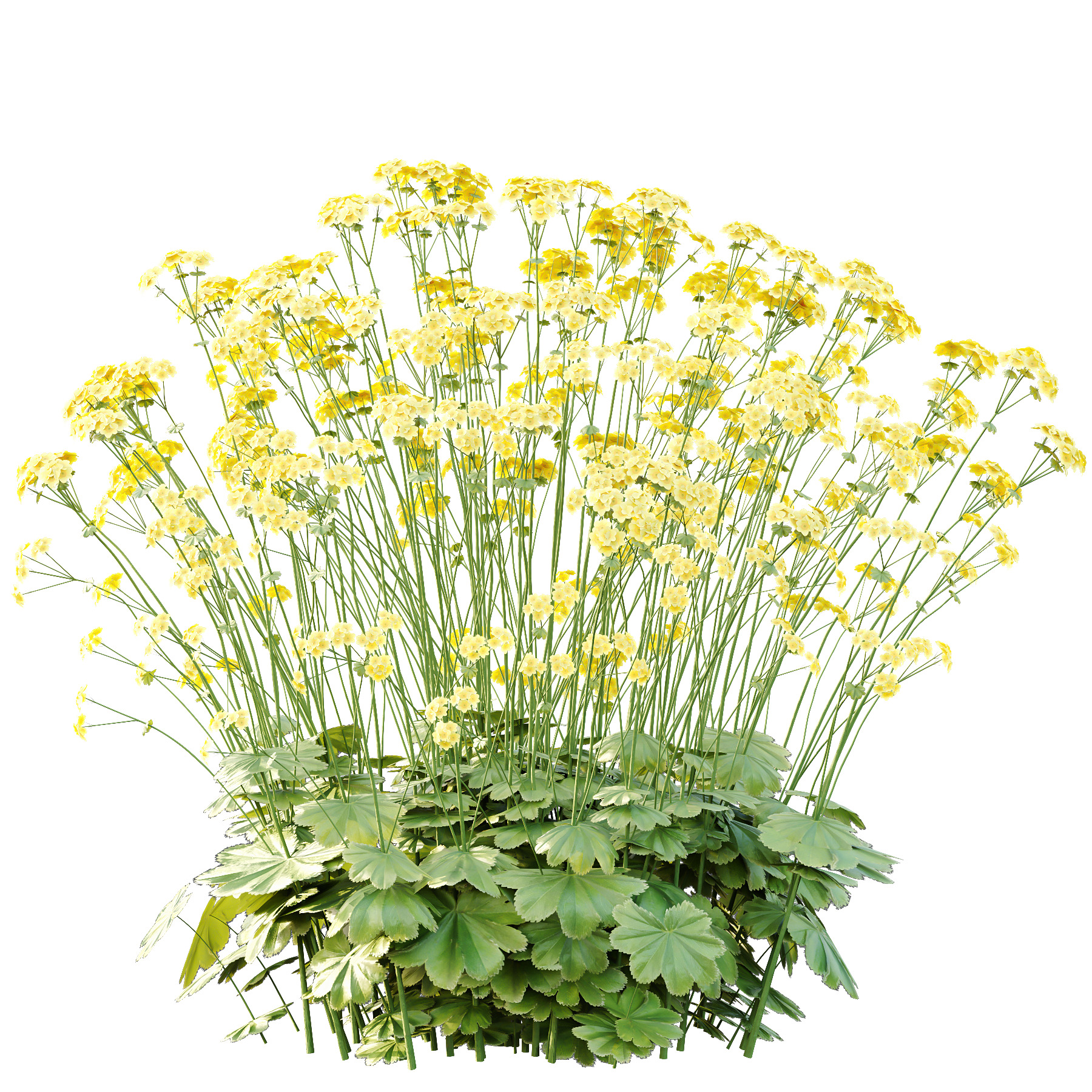 Alchemilla mollis flower Plant 02 3D model_5