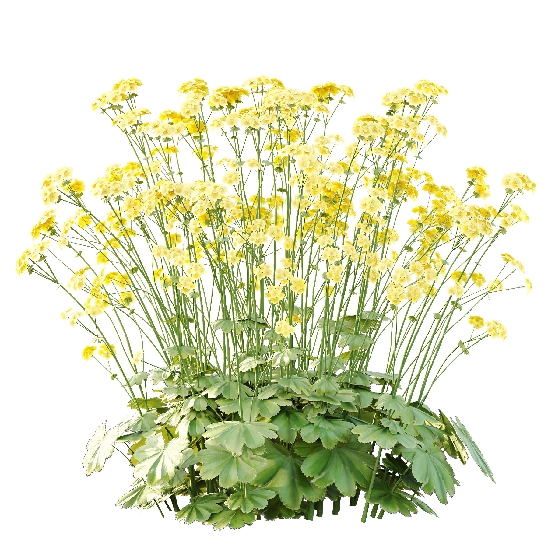 Alchemilla mollis flower Plant 02 3D model_4