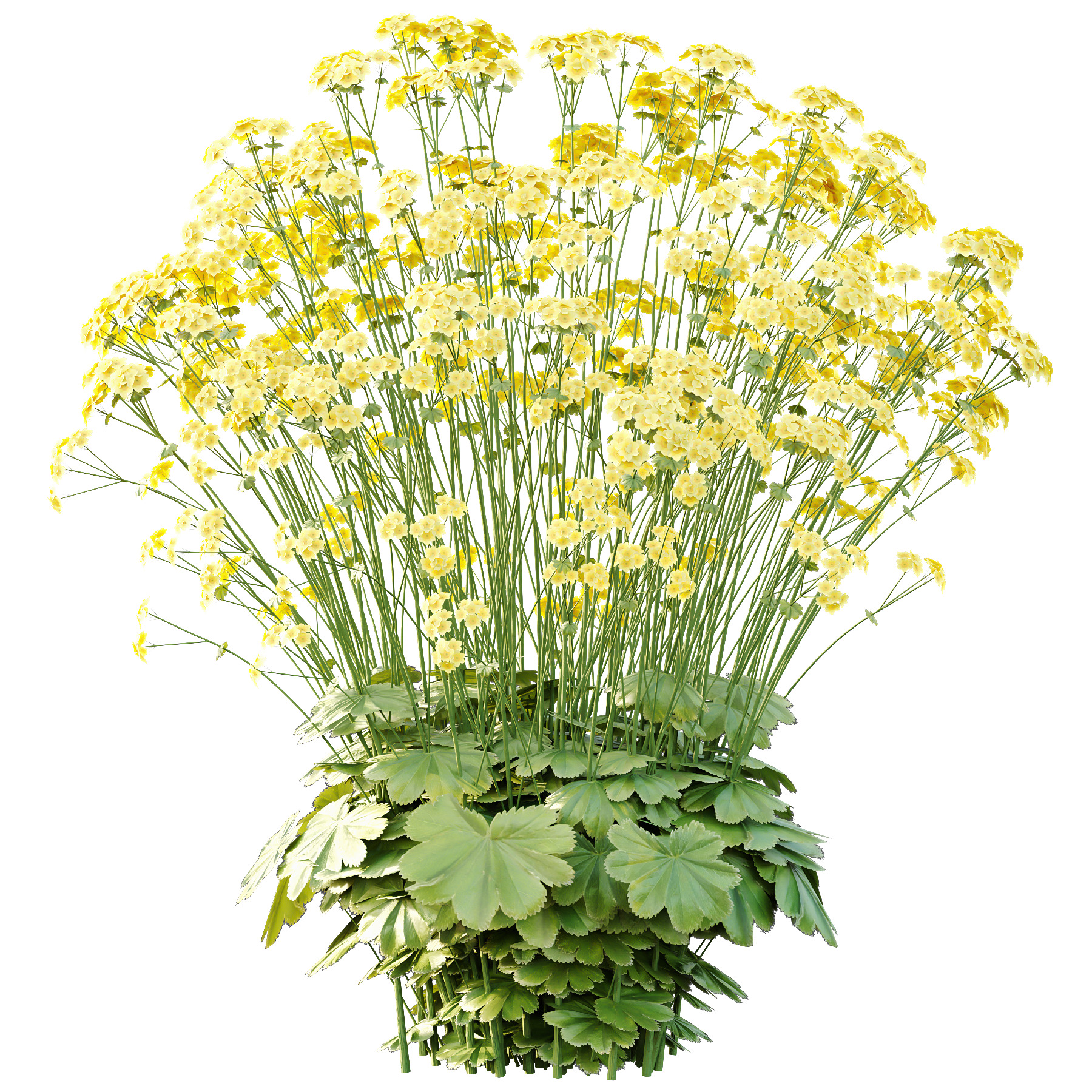 Alchemilla mollis flower Plant 02 3D model_3